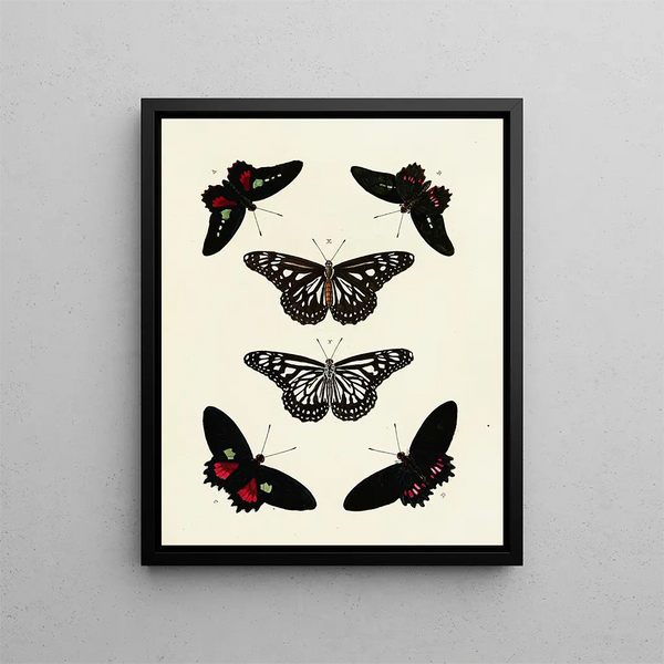 Butterflies from different countries present on the three continents Asia, Africa, and America Pl086 - Pieter Cramer — framed artwork on a wall