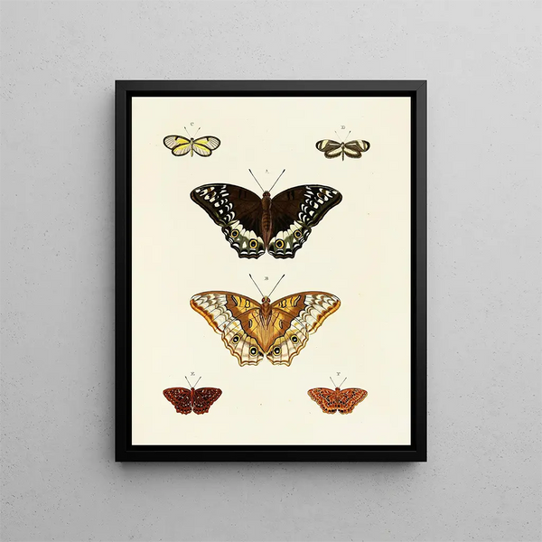 Butterflies from abroad present on the three continents Asia Africa and America Pl087 - Pieter Cramer — framed artwork on a wall