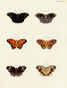 Butterflies from different continents Asia Africa and America Pl088 - Pieter Cramer — artwork view