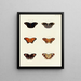 Butterflies from different continents Asia Africa and America Pl088 - Pieter Cramer — framed artwork on a wall