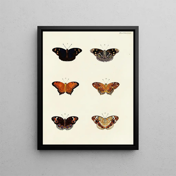 Butterflies from different continents Asia Africa and America Pl088 - Pieter Cramer — framed artwork on a wall