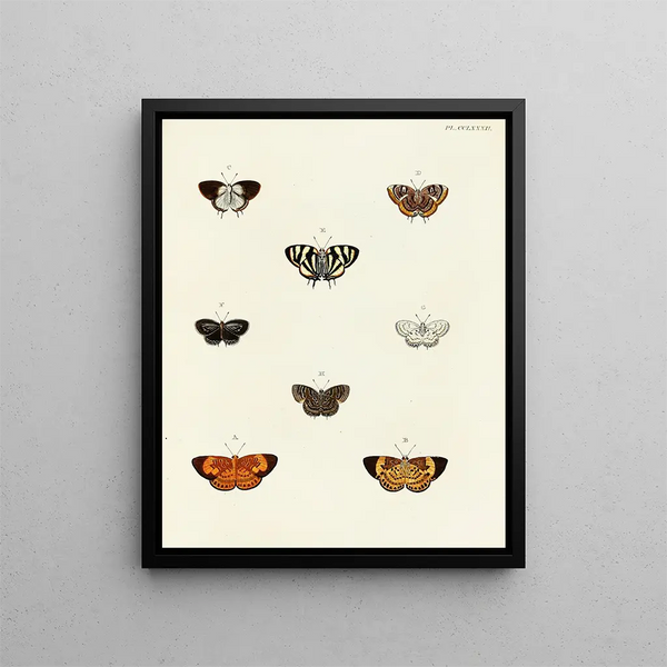 Butterflies from different countries present on the three continents Asia, Africa, and America Pl089 - Pieter Cramer — framed artwork on a wall