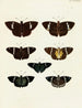Butterflies from different countries present on the three continents Asia, Africa, and America Pl090 - Pieter Cramer — artwork view