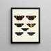 Butterflies from different countries present on the three continents Asia, Africa, and America Pl090 - Pieter Cramer — framed artwork on a wall