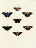 Butterflies from different countries present on the three continents Asia Africa and America Pl091 - Pieter Cramer — artwork view