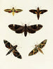Butterflies from different countries present on the three continents Asia, Africa, and America Pl092 - Pieter Cramer — artwork view