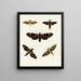 Butterflies from different countries present on the three continents Asia, Africa, and America Pl092 - Pieter Cramer — framed artwork on a wall