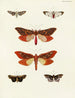 Butterflies from different countries present on the three continents Asia, Africa, and America Pl093 - Pieter Cramer — artwork view