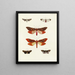 Butterflies from different countries present on the three continents Asia, Africa, and America Pl093 - Pieter Cramer — framed artwork on a wall