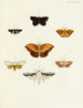 Butterflies from different countries present on the three continents Asia, Africa, and America Pl094 - Pieter Cramer — artwork view