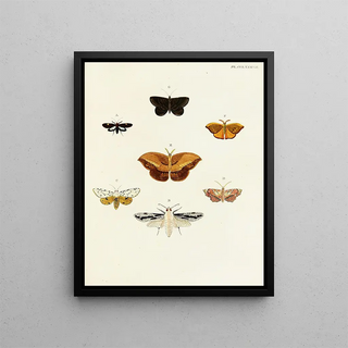 Pieter Cramer - Foreign butterflies occurring in the three continents Asia Africa and America Pl094.webp