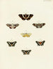 Butterflies from different countries present on the three continents Asia, Africa, and America Pl095 - Pieter Cramer — artwork view