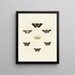 Butterflies from different countries present on the three continents Asia, Africa, and America Pl095 - Pieter Cramer — framed artwork on a wall