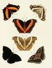 Butterflies from different countries present on the three continents Asia, Africa, and America Pl096 - Pieter Cramer — artwork view
