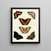 Butterflies from different countries present on the three continents Asia, Africa, and America Pl096 - Pieter Cramer — framed artwork on a wall