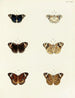 Butterflies from different countries present on the three continents Asia, Africa, and America Pl097 - Pieter Cramer — artwork view