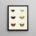 Butterflies from different countries present on the three continents Asia, Africa, and America Pl097 - Pieter Cramer — framed artwork on a wall