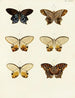 Butterflies from different countries present on the three continents Asia Africa and America Pl098 - Pieter Cramer — artwork view