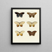 Butterflies from different countries present on the three continents Asia Africa and America Pl098 - Pieter Cramer — framed artwork on a wall