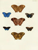 Butterflies from abroad present on the three continents Asia Africa and America Pl099 - Pieter Cramer — artwork view
