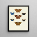 Butterflies from abroad present on the three continents Asia Africa and America Pl099 - Pieter Cramer — framed artwork on a wall