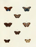 Butterflies from different countries present on the three continents Asia, Africa, and America Pl100 - Pieter Cramer — artwork view