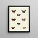Butterflies from different countries present on the three continents Asia, Africa, and America Pl100 - Pieter Cramer — framed artwork on a wall