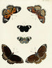 Butterflies from different countries present on the three continents Asia Africa and America Pl101 - Pieter Cramer — artwork view