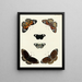 Butterflies from different countries present on the three continents Asia Africa and America Pl101 - Pieter Cramer — framed artwork on a wall