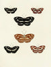 Butterflies from different countries present on the three continents Asia, Africa, and America Pl102 - Pieter Cramer — artwork view