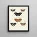Butterflies from different countries present on the three continents Asia, Africa, and America Pl102 - Pieter Cramer — framed artwork on a wall
