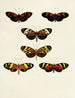 Butterflies from abroad present on the three continents Asia Africa and America Pl103 - Pieter Cramer — artwork view