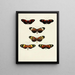 Butterflies from abroad present on the three continents Asia Africa and America Pl103 - Pieter Cramer — framed artwork on a wall