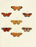 Butterflies from abroad present on the three continents Asia Africa and America Pl104 - Pieter Cramer — artwork view