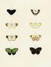 Papillons étrangers présents sur les trois continents Asie Afrique et Amérique Pl105 - Pieter Cramer — artwork view