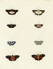 Butterflies from different countries present on the three continents Asia, Africa, and America Pl106 - Pieter Cramer — artwork view