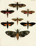 Butterflies from different countries present on the three continents Asia, Africa, and America Pl107 - Pieter Cramer — artwork view