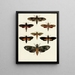 Butterflies from different countries present on the three continents Asia, Africa, and America Pl107 - Pieter Cramer — framed artwork on a wall