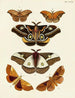 Butterflies from abroad present on the three continents Asia Africa and America Pl108 - Pieter Cramer — artwork view
