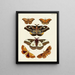 Butterflies from abroad present on the three continents Asia Africa and America Pl108 - Pieter Cramer — framed artwork on a wall
