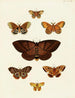 Papillons étrangers présents sur les trois continents Asie Afrique et Amérique Pl109 - Pieter Cramer — artwork view