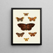 Papillons étrangers présents sur les trois continents Asie Afrique et Amérique Pl109 - Pieter Cramer — framed artwork on a wall