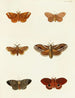 Butterflies from different countries present on the three continents Asia Africa and America Pl110 - Pieter Cramer — artwork view