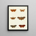Butterflies from different countries present on the three continents Asia Africa and America Pl110 - Pieter Cramer — framed artwork on a wall