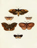 Butterflies from three continents Asia Africa and America Pl111 - Pieter Cramer — artwork view