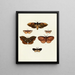 Butterflies from three continents Asia Africa and America Pl111 - Pieter Cramer — framed artwork on a wall