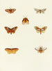 Butterflies from different countries present on the three continents Asia, Africa, and America Pl112 - Pieter Cramer — artwork view