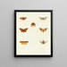 Butterflies from different countries present on the three continents Asia, Africa, and America Pl112 - Pieter Cramer — framed artwork on a wall