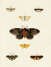 Butterflies from different countries present on the three continents Asia, Africa, and America Pl113 - Pieter Cramer — artwork view