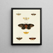 Butterflies from different countries present on the three continents Asia, Africa, and America Pl113 - Pieter Cramer — framed artwork on a wall